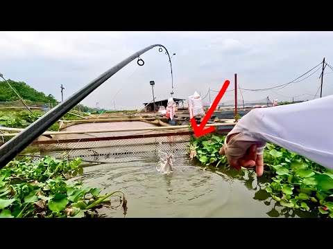 Câu Cá Lòng Tong “Bự” Giựt Đã Tay Làm Món Đặc Sản Sông Nước | Mây Fishing