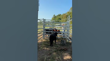 First time sorting cattle in our new 4 Rivers Ranch Equipment chute! #4riversranchequipment