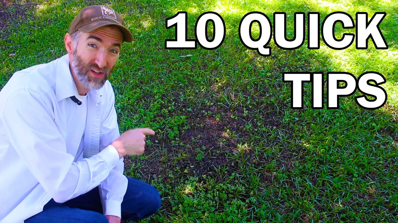 10 Quick Yard Maintenance Tips EVERYONE Should Know - YouTube