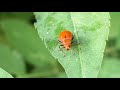 ウリハムシ Aulacophora femoralis 沖縄の昆虫 命は大切に(^_-)-☆
