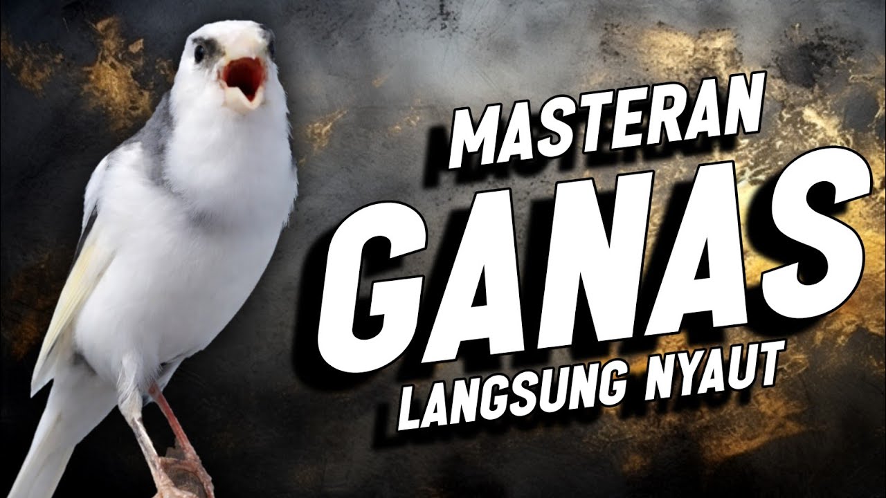 KENARI GACOR PANJANG Emosi Cuit Cuit NGEROL AMPUH utk Pancingan Kenari Paud || Masteran Murai Batu