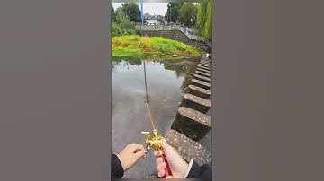 Đi lure mương suối #cauca #fishing