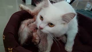 Nanganak na ang aming Persian Big bone na Pusa, si Tamarah #persian #video #cat #persiancat