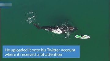 Drone footage captures huge whale pushing paddleboarder in Argentina
