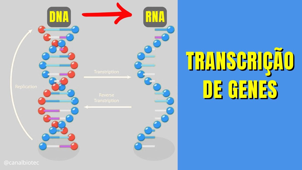 Fluxo da Informação Gênica - de DNA até RNA - TRANSCRIÇÃO