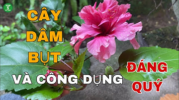 Cây Dâm Bụt | Và Công Dụng Đáng Quý |
