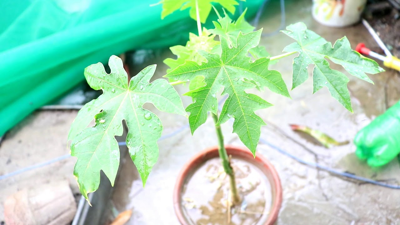 Growing papaya plant in pot at home YouTube