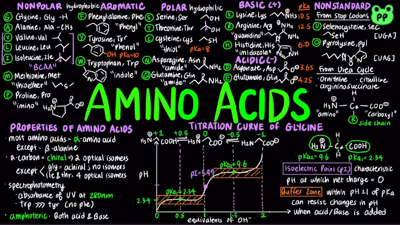 Amino Acids | Macromolecules 01 | Biochemistry | PP... - youtube