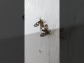 Hala kawawa naman ang isa napitpit, #butterfly #amazing #wow #cretbygod #dailyvlog