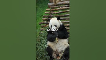 Fascinating Facts About Pandas You Didn