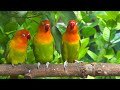 Lovebird chirping and singing sounds  pastel green trio