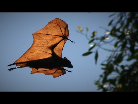 They Nest In Colonies Consisting Of Up To A Million Bats