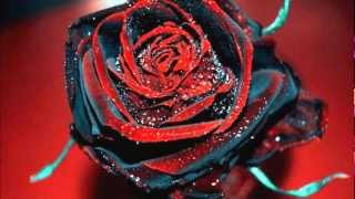 Palmetta - Régi szeretőmért...