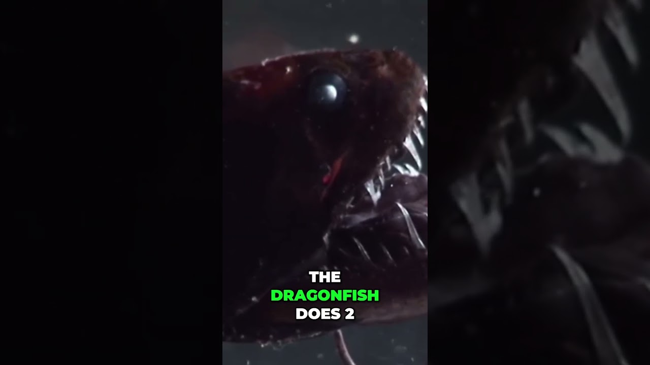 Dragonfish: See the Deep Sea's Red Light Predator 