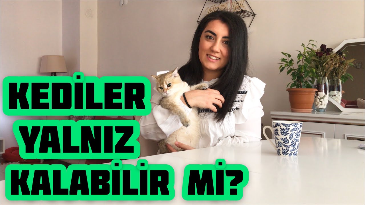 kediler kac gun yalniz kalabilir kedimi evde yalniz birakirken neler yapmaliyim youtube