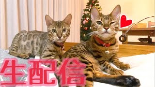 【生配信12/8】iPhone11Proに変えて見え方は変わるかな？生配信