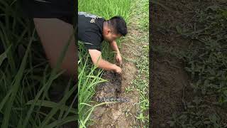 Unbelievable Catch! Found a Massive Eel in the Rice Field! 🌾😲
