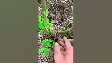 Cây Sim rừng kìa sđt 0793215680