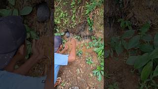 Hewan ini nempel di akar pohon😱 #foryou #funnyvidio #shortsvirals