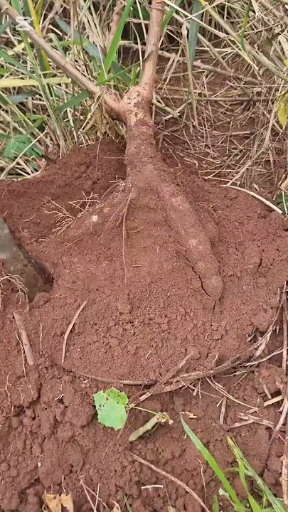 Cane Basket experiments in planting cassava #trending  #gardening#farming #viral