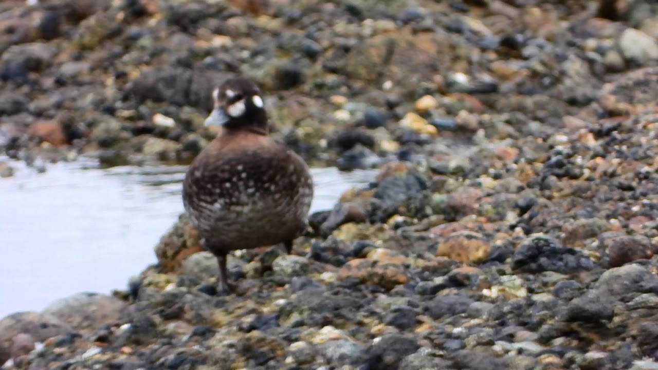october 6 2019 13:20 - Harlequin Drakes & Duck & Spotted Sandpiper
