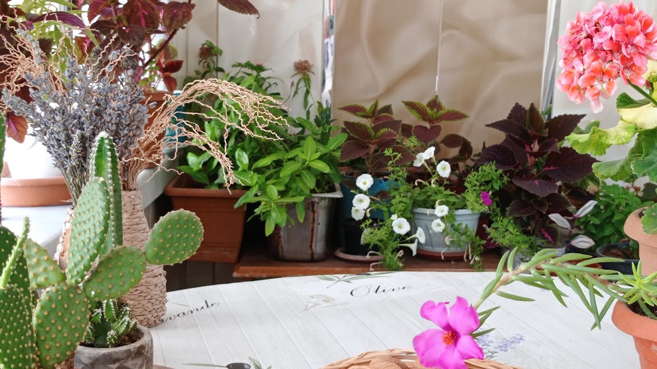 Balkon Çiçeklerimi Gezelim Bakalım  Ne Tür Çiçekler Var 🧚🧚