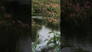 Nature 自然 - A Tangible Paradise In Rural Japan