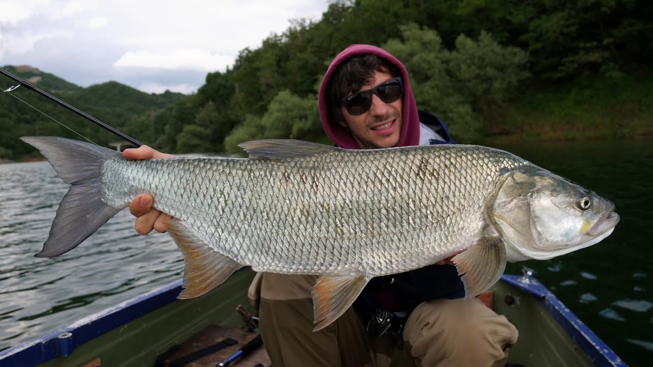 Aspi a Topwater - Fishin' Around