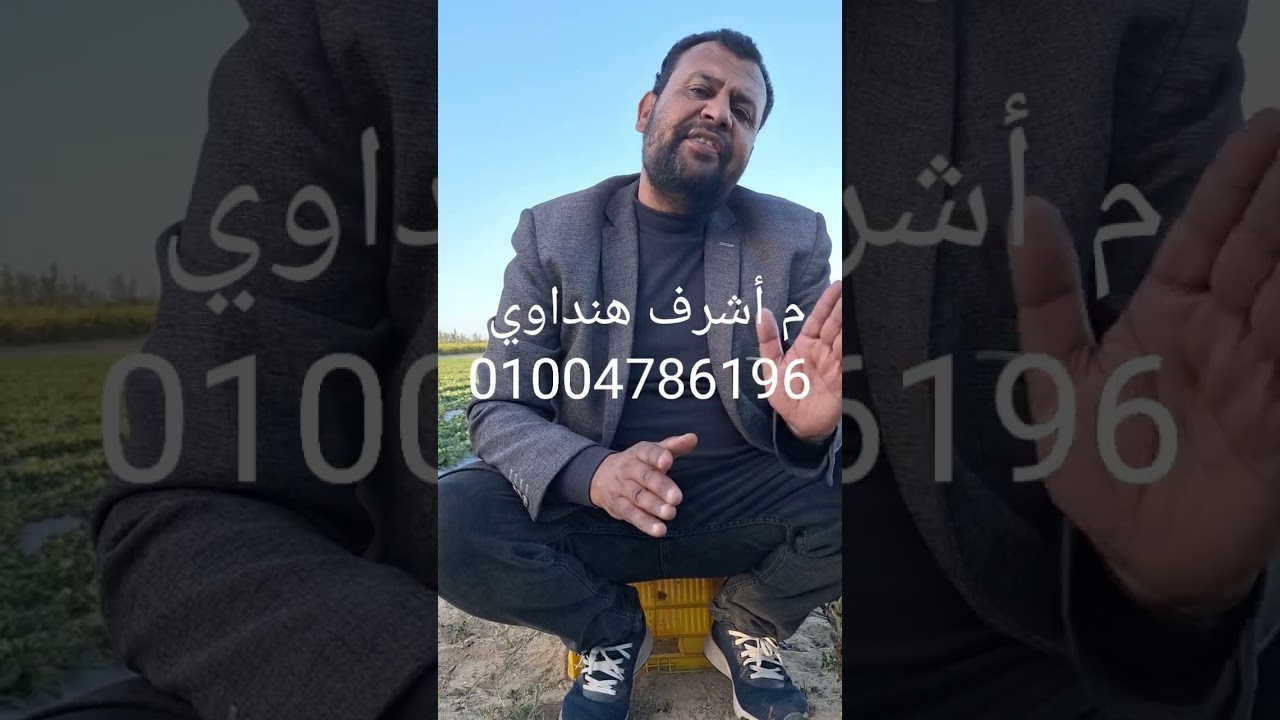 مشكلة العنكبوت الأحمر _الان_وطرق العلاج المتاحة فراولة الإنتاج