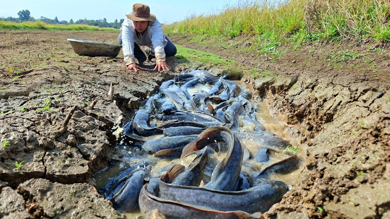 Wow, that's amazing. A woman caught a lot of fish and picked up eggs in a cage in the grass.