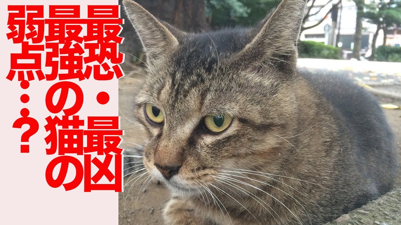 猫を狩る最恐の猫、思わぬ弱点を見せる The tyrant cat's Weakness