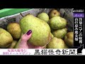 魔女畑の洋梨（ペア）の収穫が始まりました！山の恵みいっぱい｜黒猫魔術店