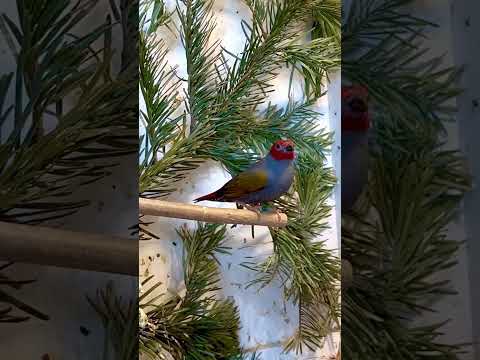 The yellow-winged pytilia