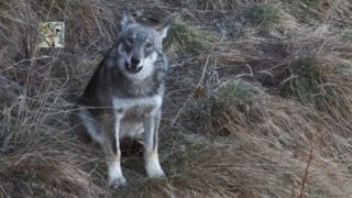 L'ululato del lupo (canis lupus italicus) The Wolf's howling