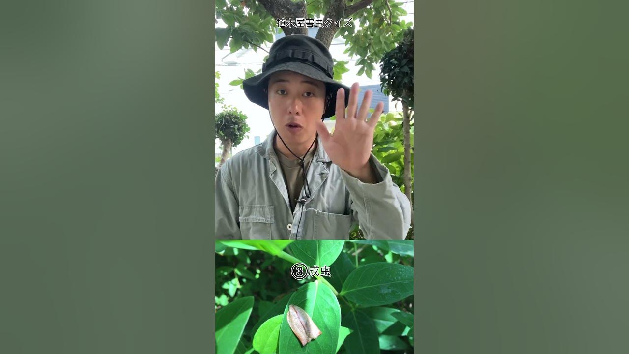 植木屋クイズ　どの成長段階が一番殺虫剤が効かない？（字幕対応）