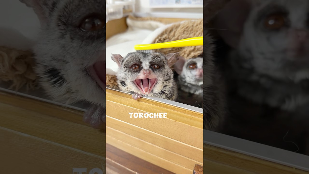 歯ブラッシングで大あくびをするショウガラゴのトロチー