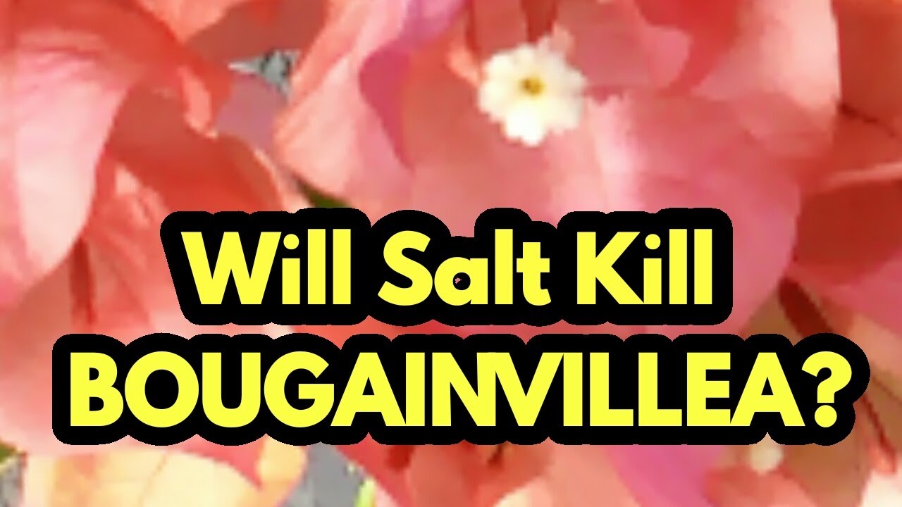 WILL SALT KILL BOUGAINVILLEA? YouTube