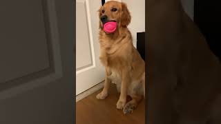 I love my dura play fex toys #dogs #dogshorts #goldenretriever #golden #shortsvideo #puppy #doglover