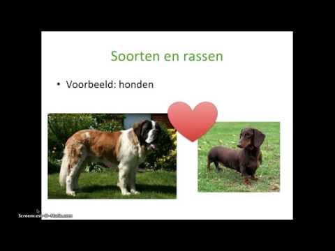 Video: Hoe De Inhoud Van De Samenvatting Te Ordenen