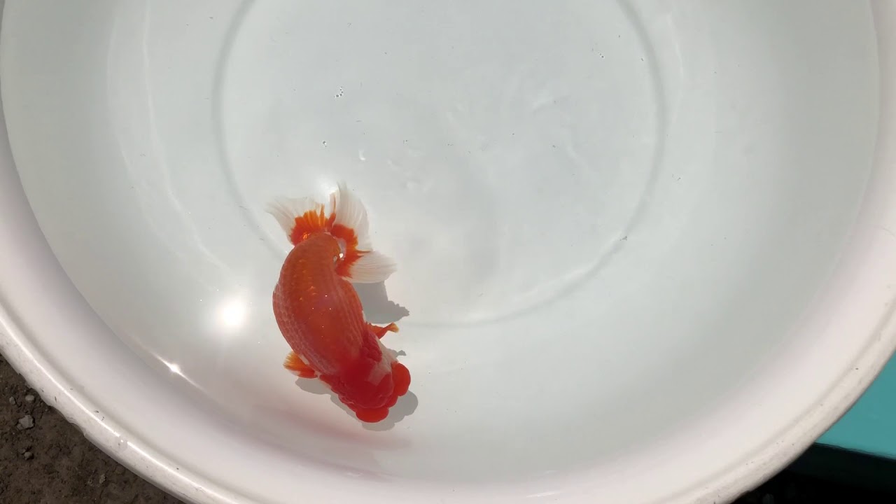 camera iphone 8 plus apk IMG 3775