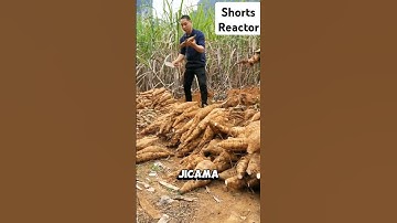 Kudzu:from invasive to edible... #invasivespecies #farming #interesting #viralvideo