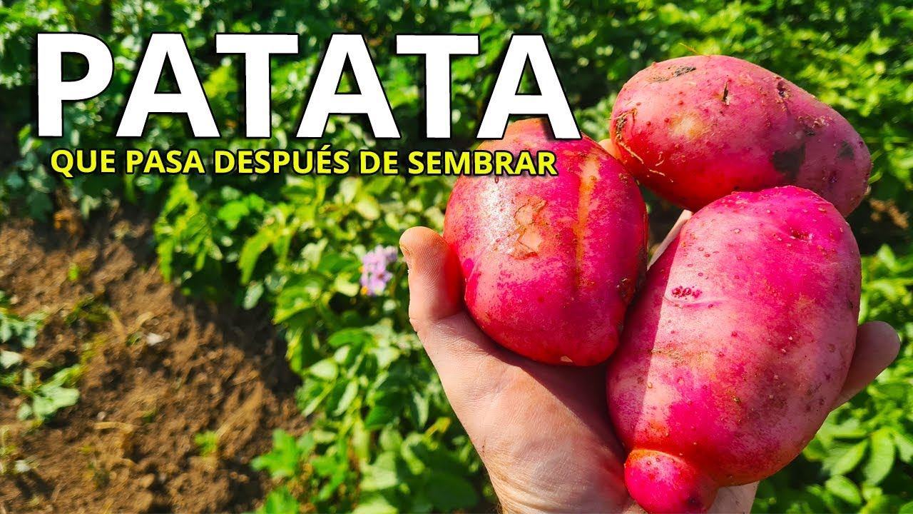 PATATAS....Y ahora qué HACEMOS después de la SIEMBRA (MANTENIMIENTO y CONSEJOS)