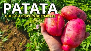 PATATAS....Y ahora qué HACEMOS después de la SIEMBRA (MANTENIMIENTO y CONSEJOS)