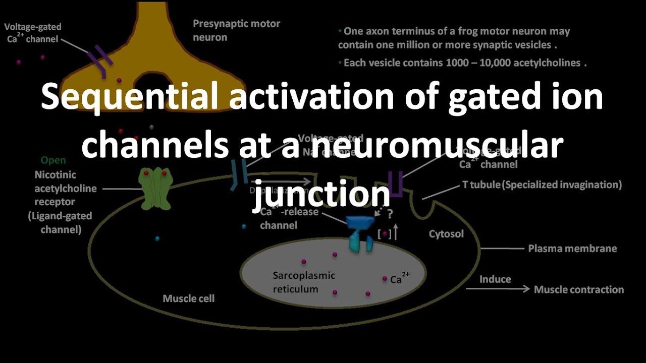 Sequential activation of gated ion channels at a neuromuscular junction ...