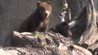 Bärenbabies bei Hagenbeck