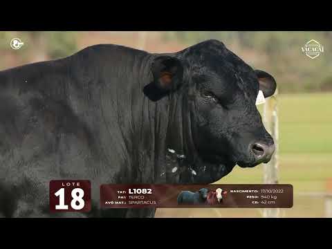 LOTE 18   TAT L1082 M Brangus