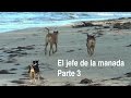 EL JEFE DE LA MANADA. Parte 3ª. ¿Existe el jefe de la manada entre los perros?