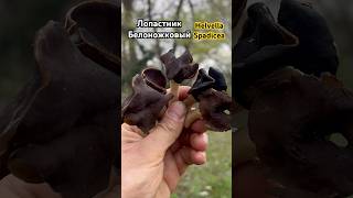 То ли Гриб,то ли цветок,то ли дерево!По грибы 2024! #природа #mushroom helvella Spadicea