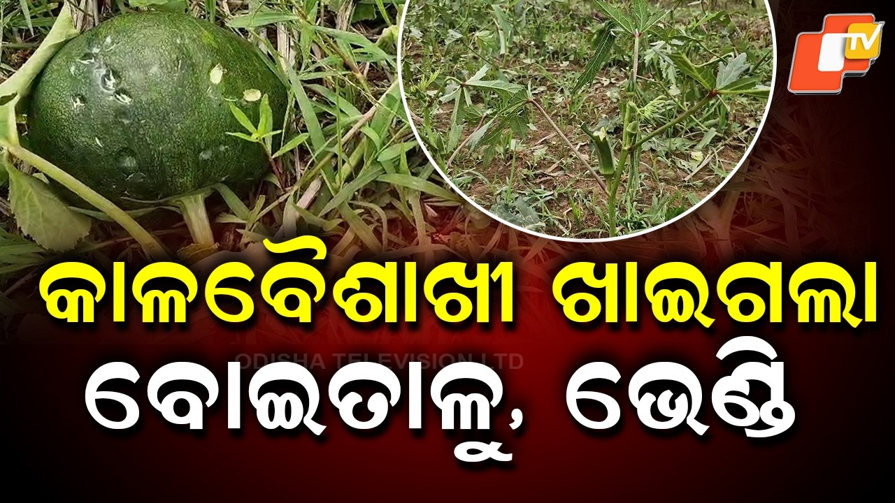 Kalbaishakhi Storm Wreaks Havoc in Balasore’s Remuna, Crops Destroyed
