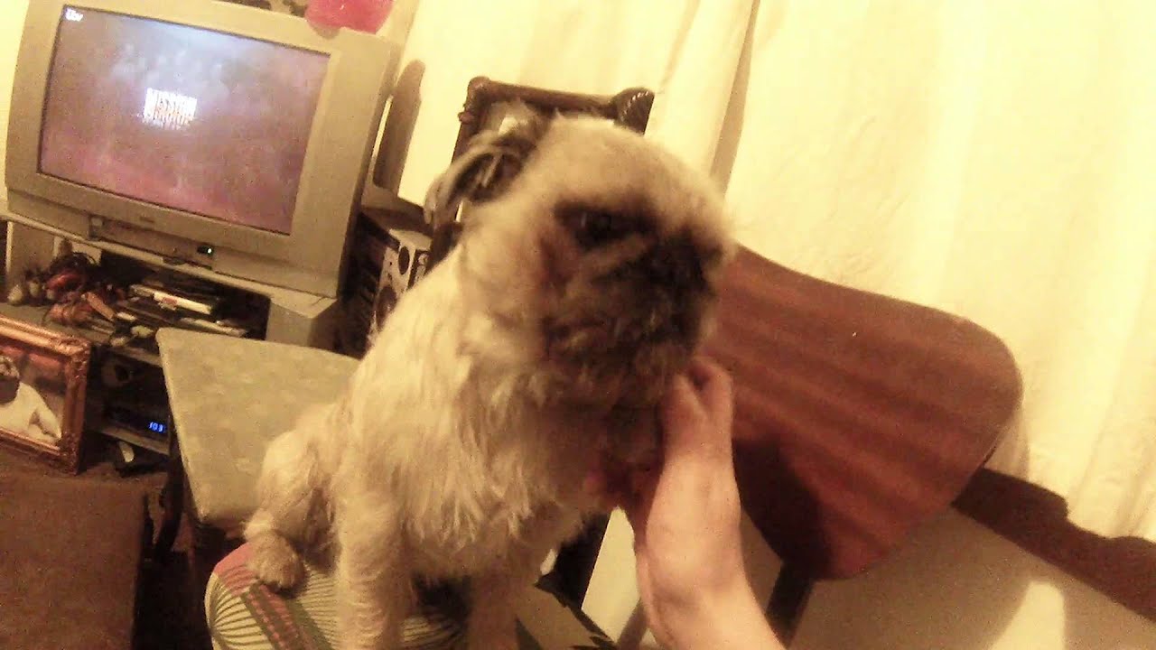 My dog smiling after a hair brush (PUG/ SHITZU) YouTube